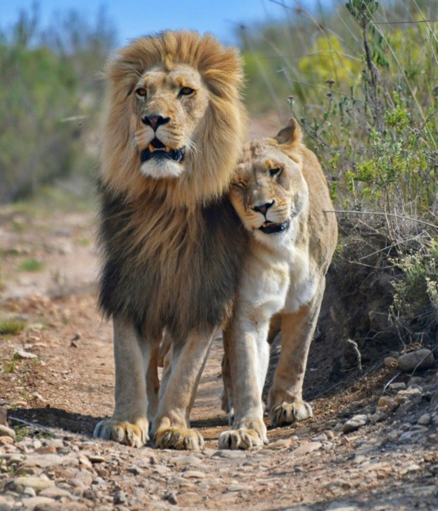 lion 3