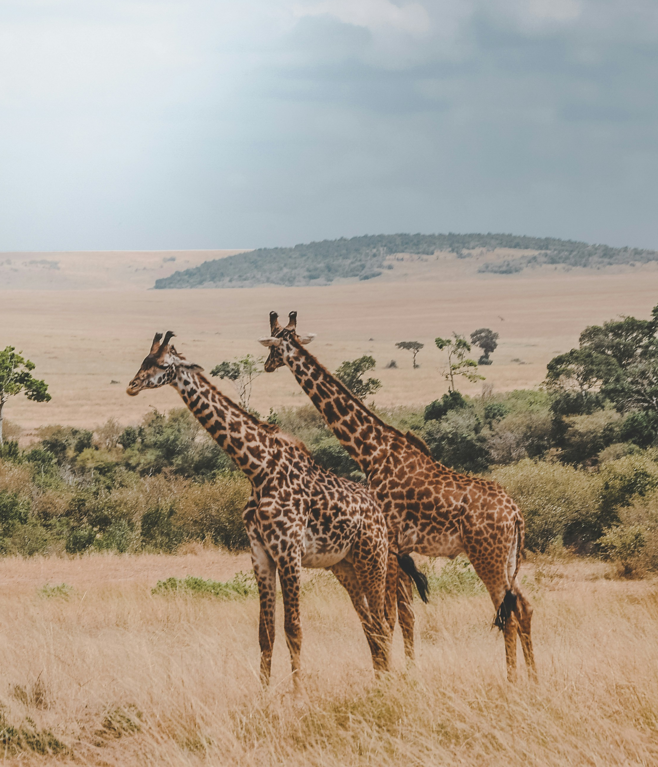 harshil gudka pu 9byqjhyo unsplash
